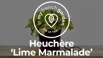 Heuchère 'Lime Marmalade'