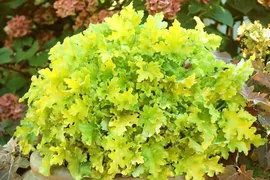 Гейхера Lime Marmalade C2