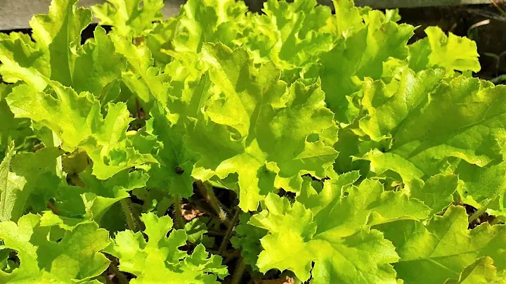 Heuchera 'Lime Marmalade'